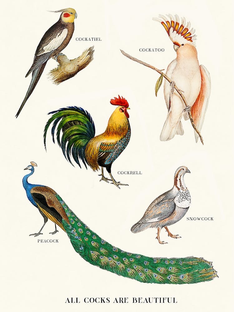 All Cocks Are Beautiful Cream & Green