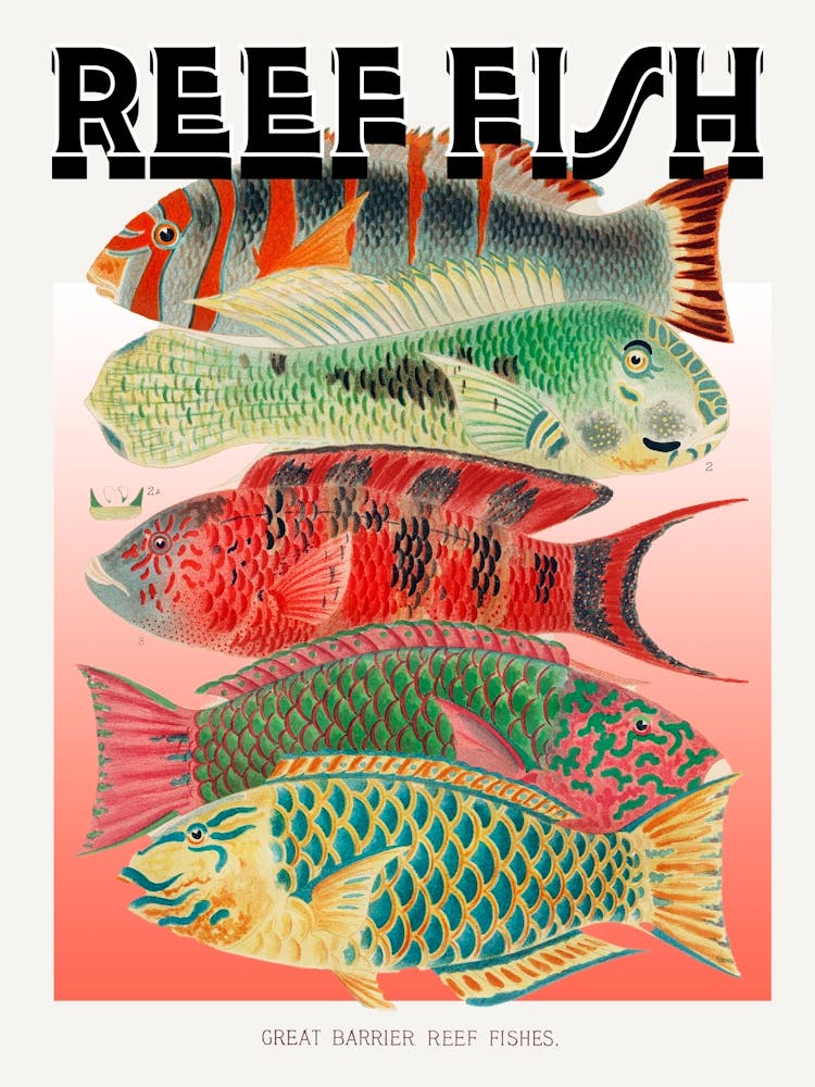 Reef Fishes Graphic Wall Art Vintage Unique Eclectic
