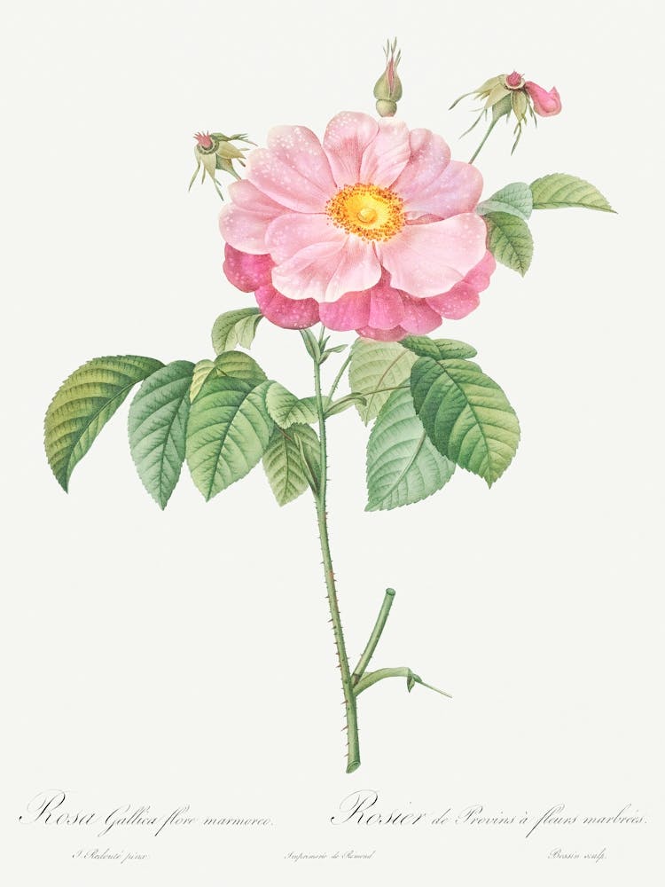 Marbled Or Speckled, Pierre Joseph Redoute