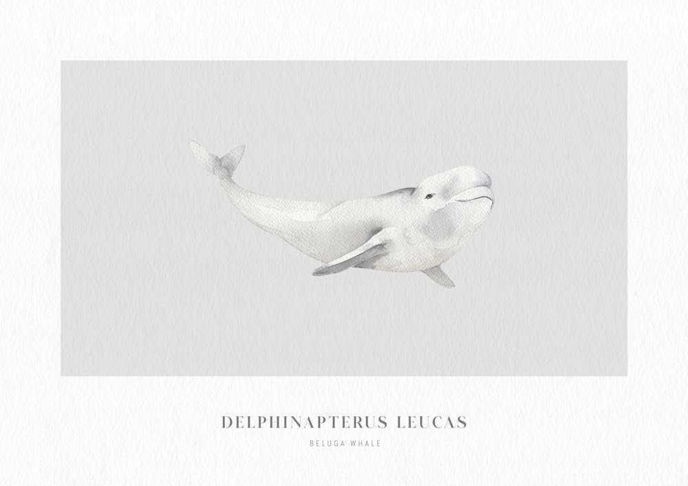 Boho Ocean 1 Beluga Whale