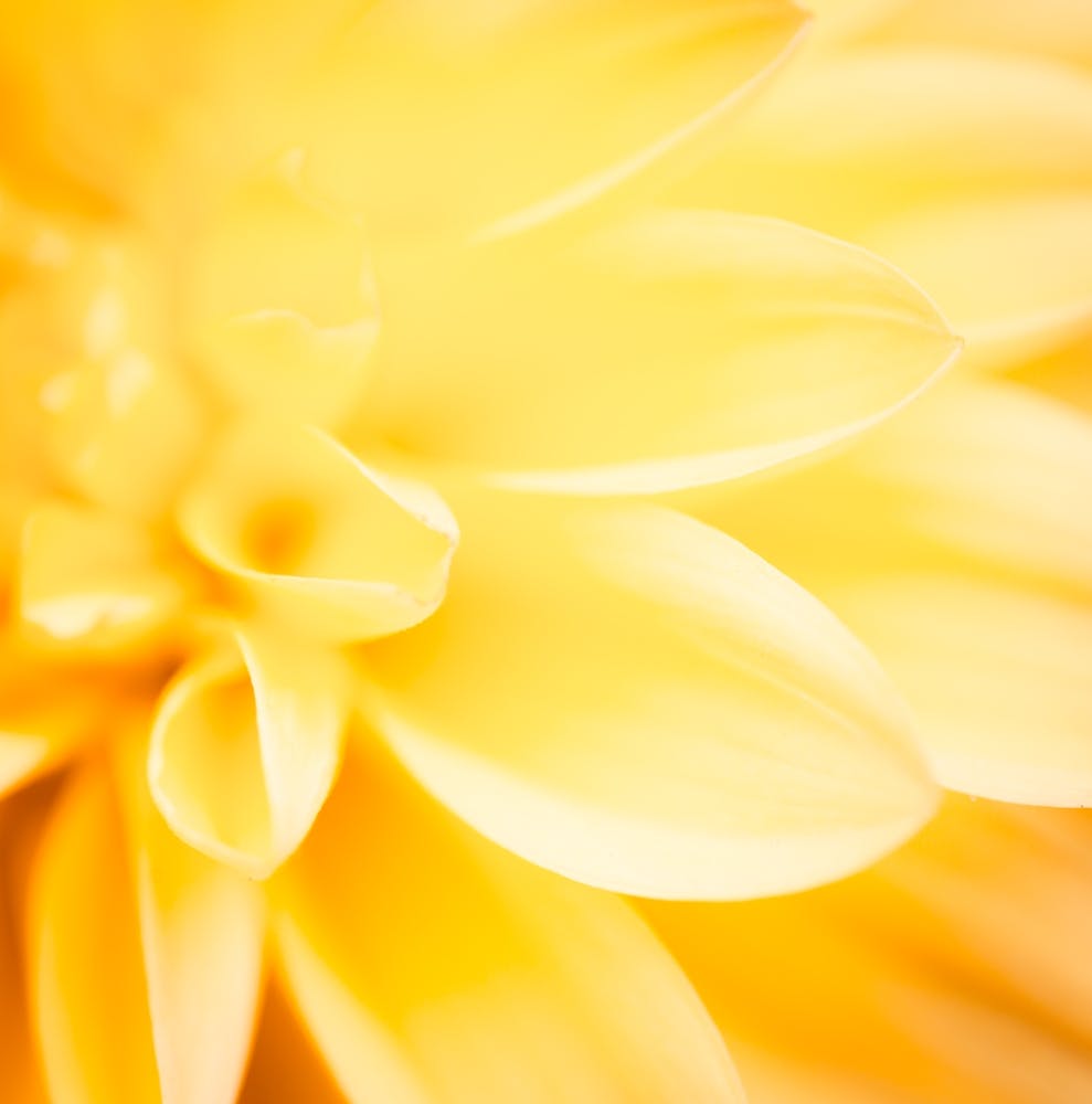 Yellow Dahlia