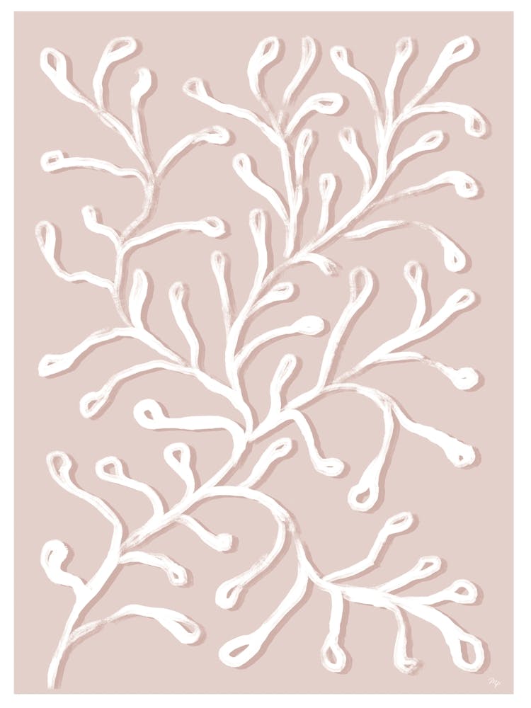 White Coral Plant