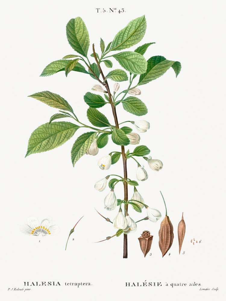 Mountain Silverbell, Pierre Joseph Redoute