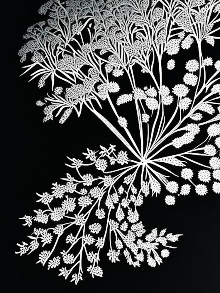 Queen Anne S Lace Leaf Linocut 1