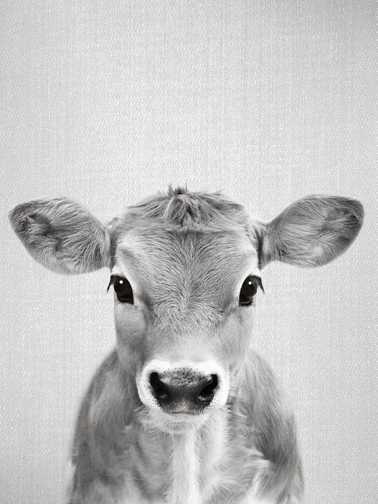 Calf - Black & White