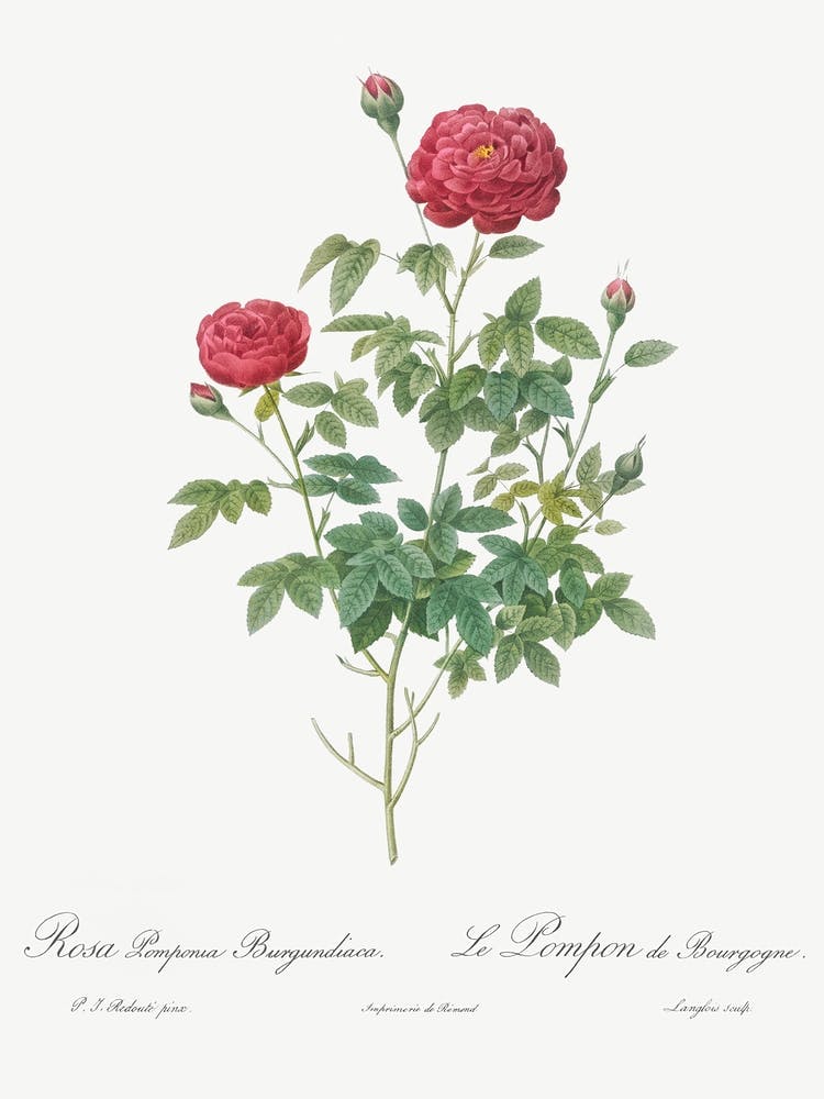 Burgunder Kohlrose, Pierre Joseph Redoute 1