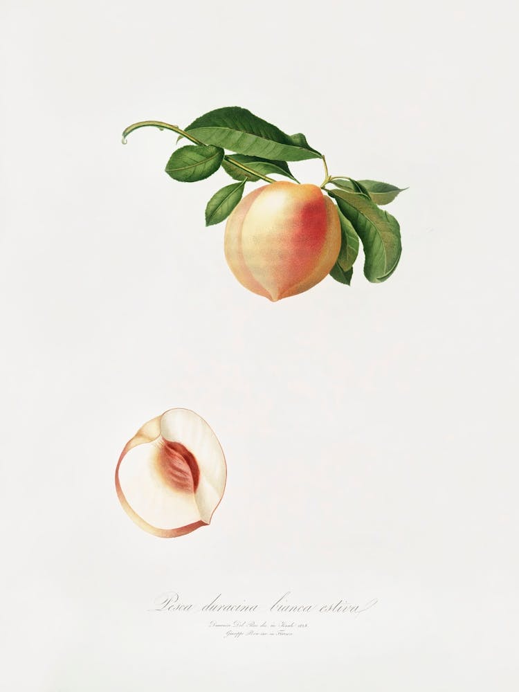 Peach (Persica Julodermis) From Pomona Italiana (1817 - 1839), Giorgio Gallesio 1