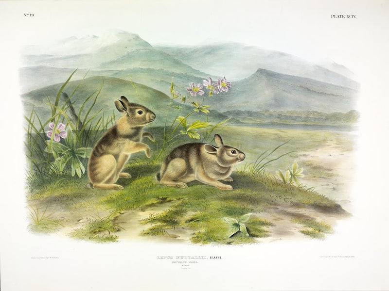 Nuttall'S Hare, John James Audubon