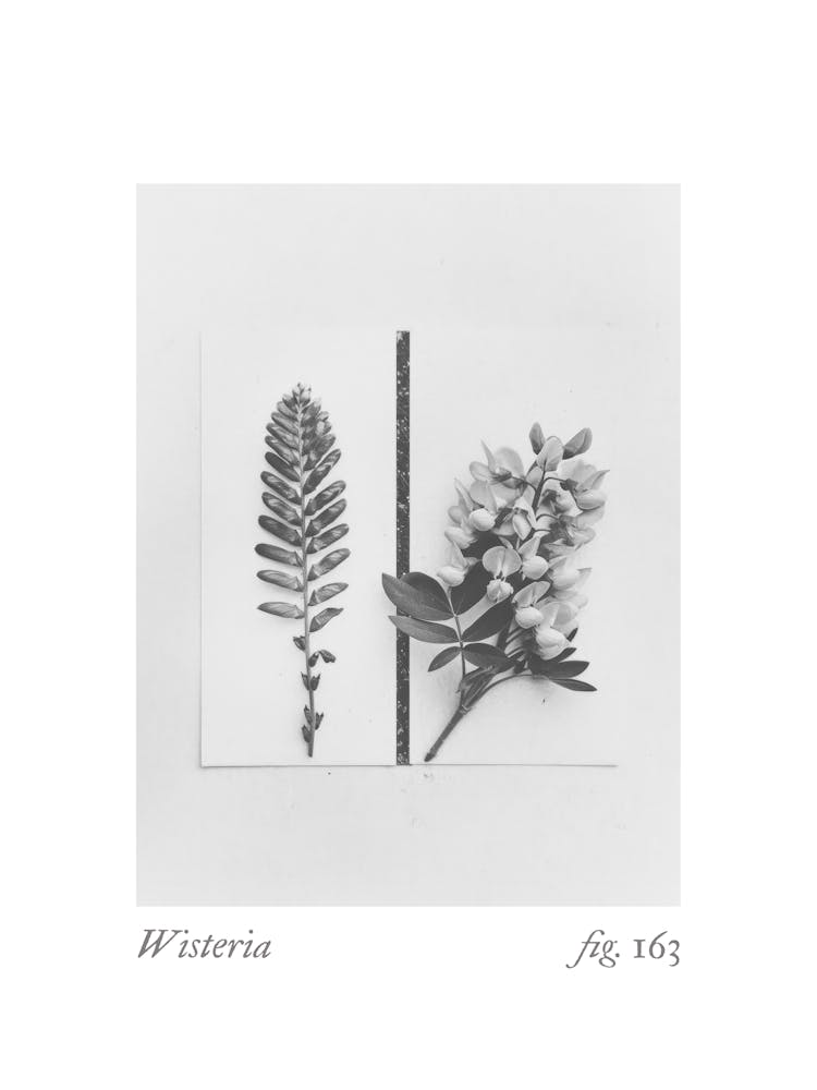 Wisteria Botanical Collage 2