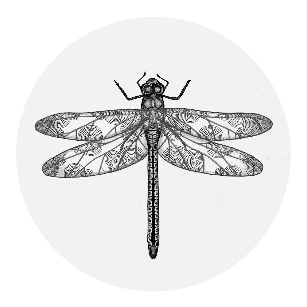 Dragonfly 2