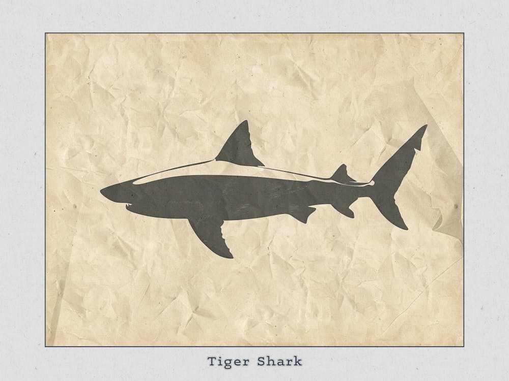 Tiger Shark Grey Silhouette 4 Poster
