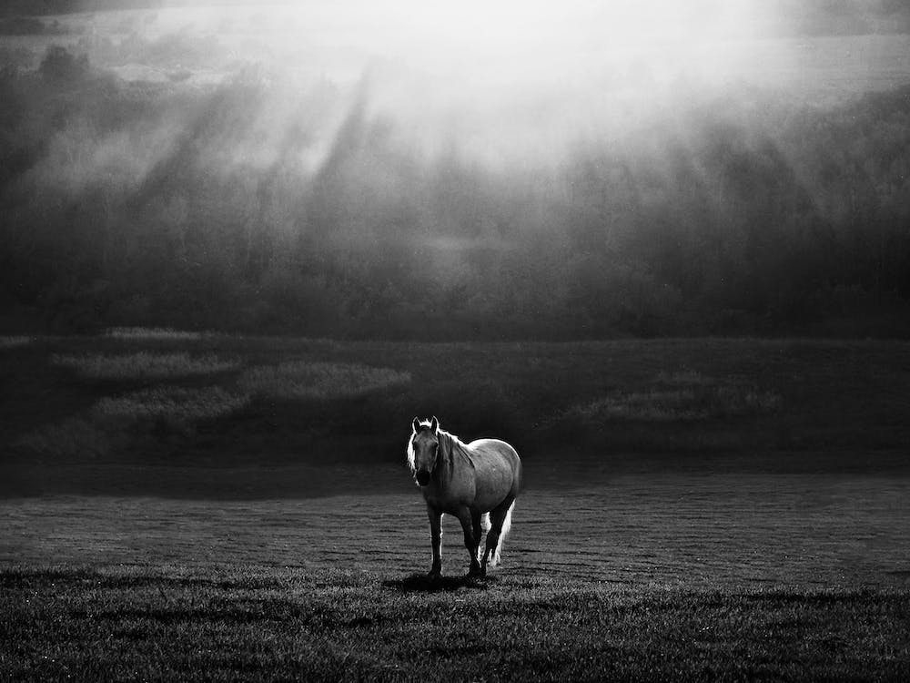 Morning Appearance