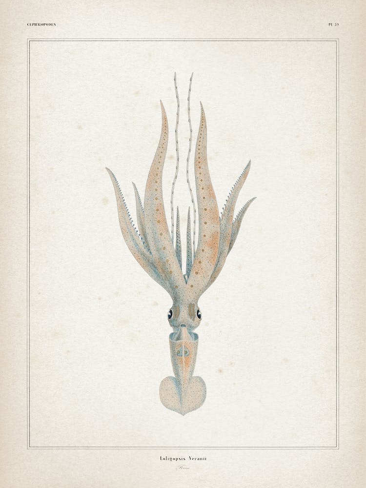 Vintage Vérany 1 Loligopsis Veranii