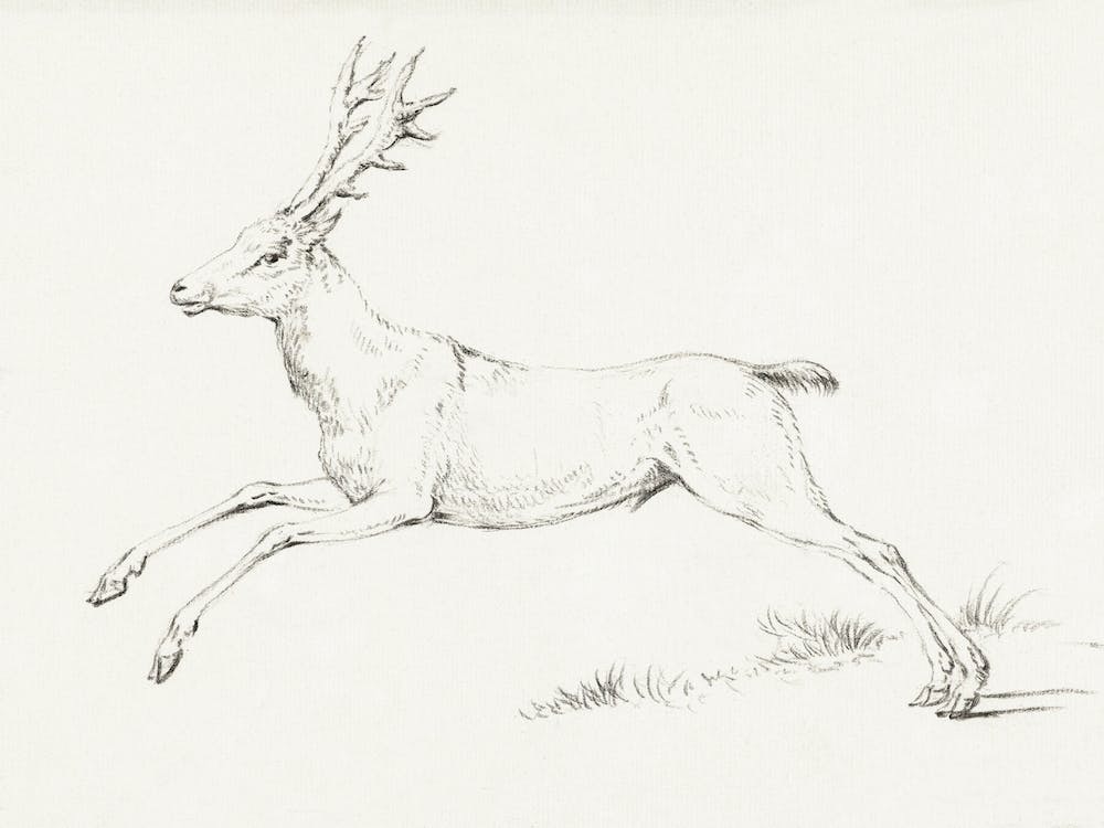 Reindeer Sketch