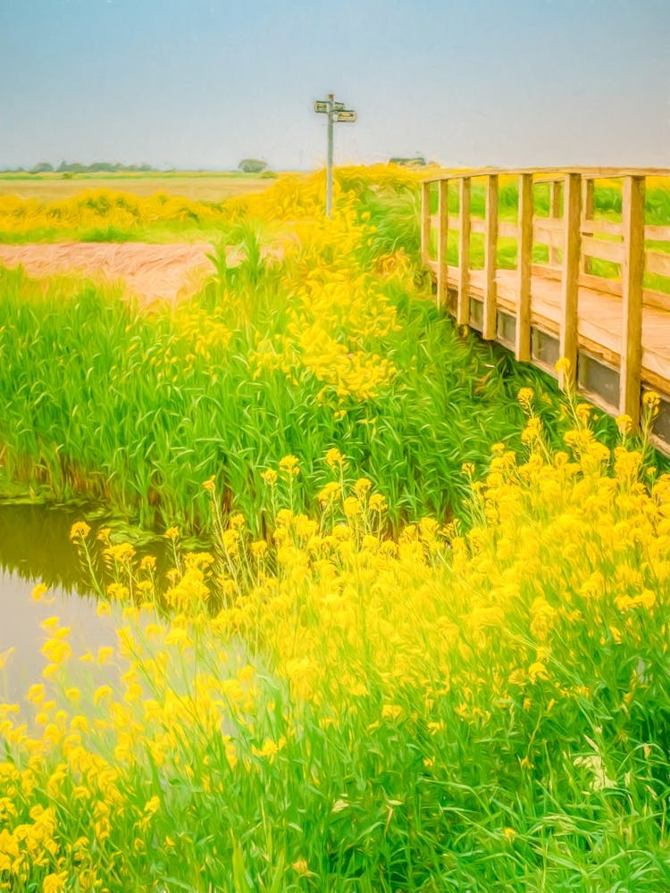 Yellow Flowers & Wooden Bridge
