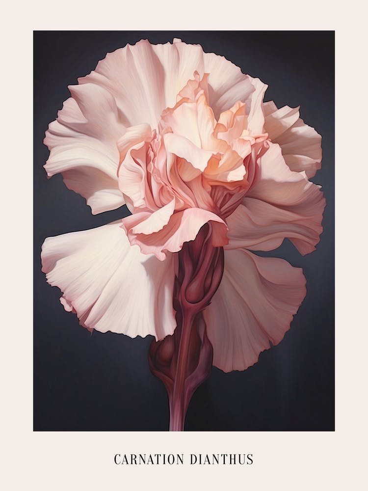 Illustration Florale Carnation Dianthus 5 Affiche