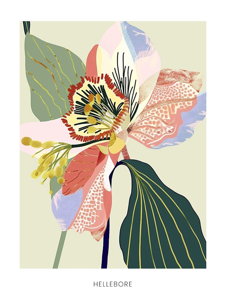 Colourful Flower Illustration Poster Hellebore 4