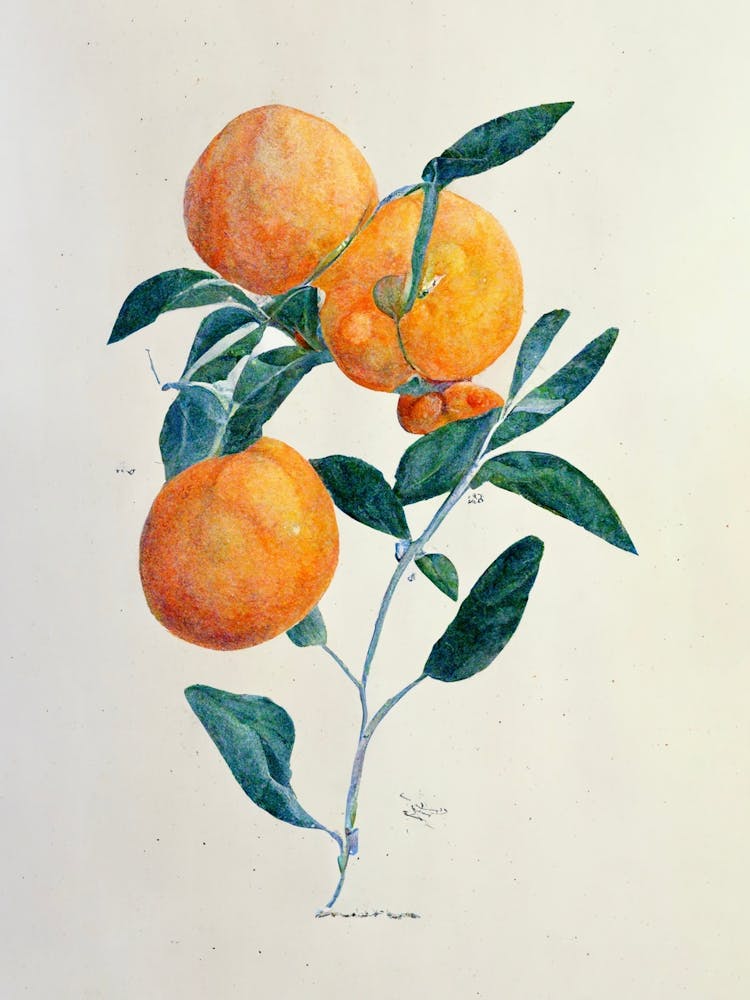Orange Tree Branch