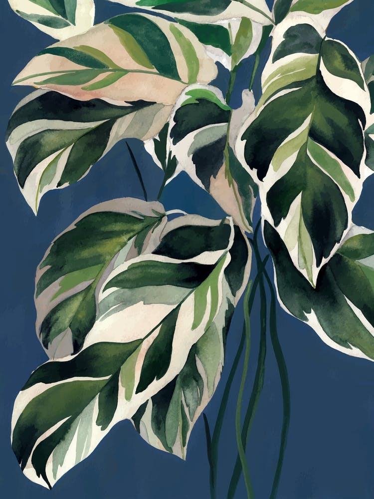 Calathea White Fusion