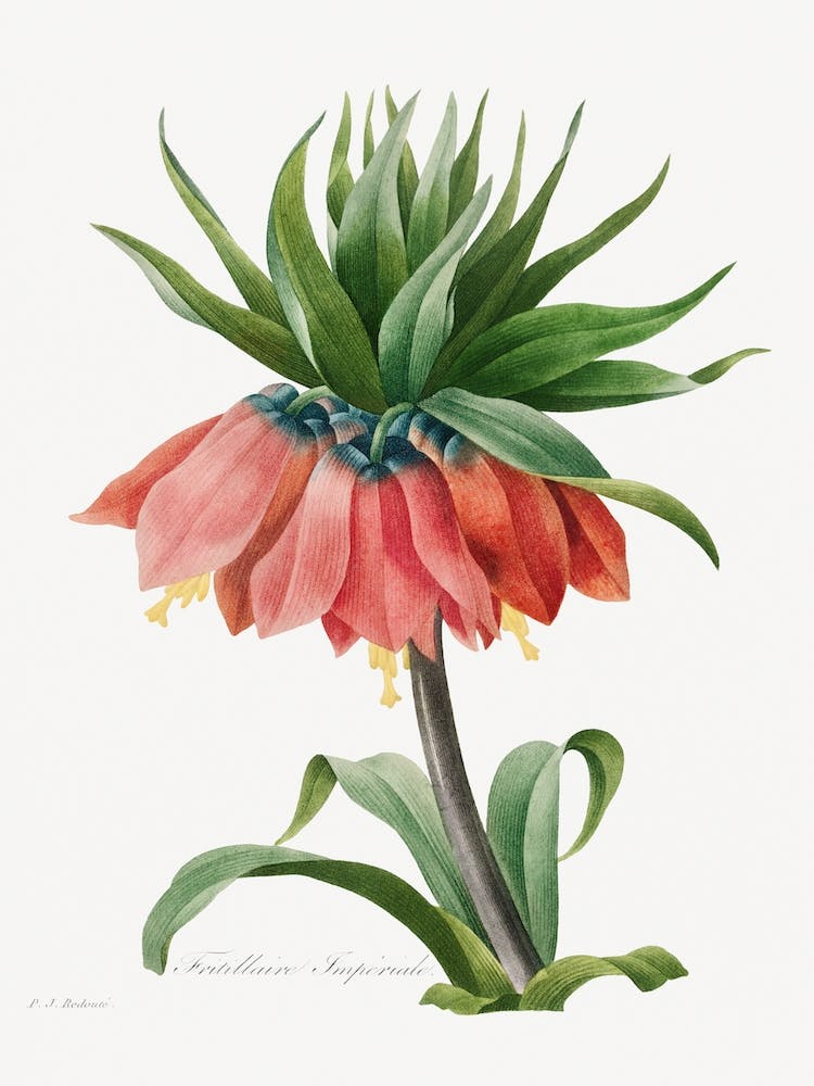 Crown Imperial Fritillary, Pierre Joseph Redouté