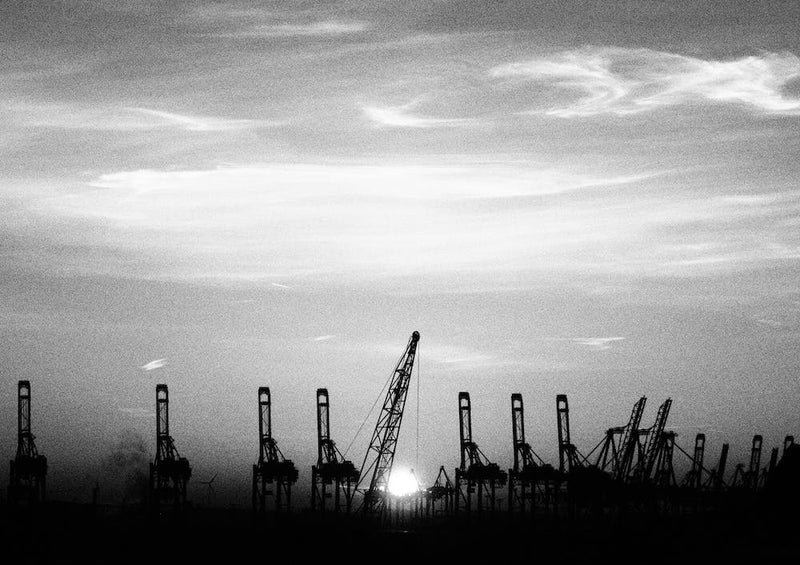 Harbour Giraffes 7