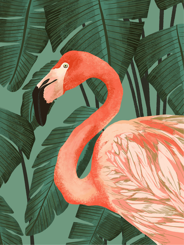 Flamingo