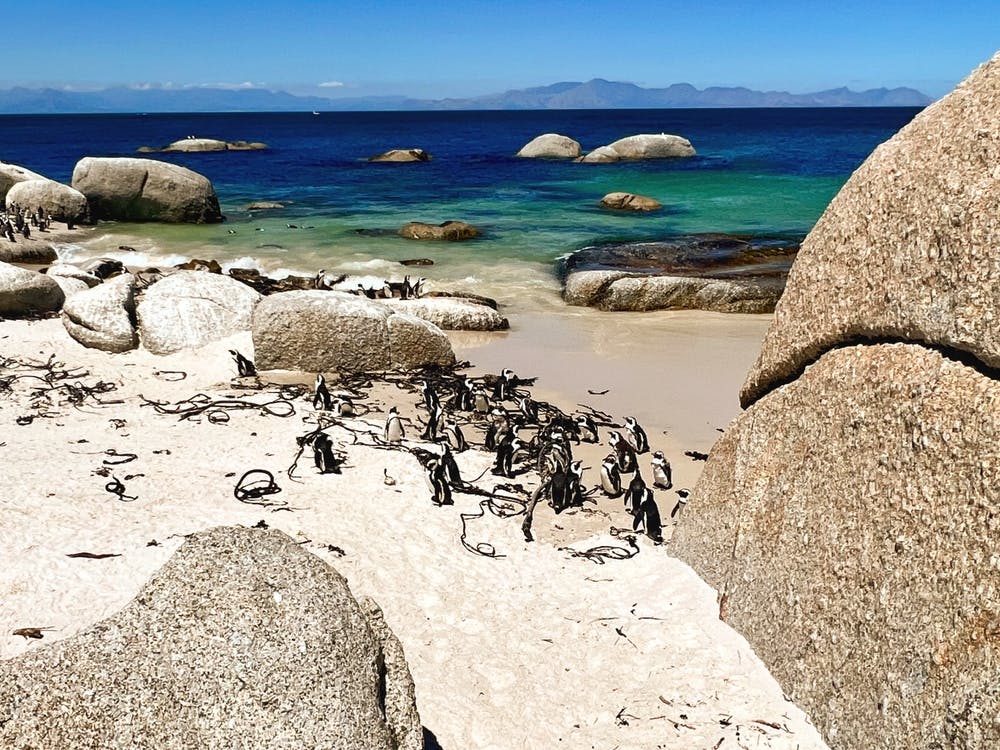 Penguins On The Beach (Africa Series) 2