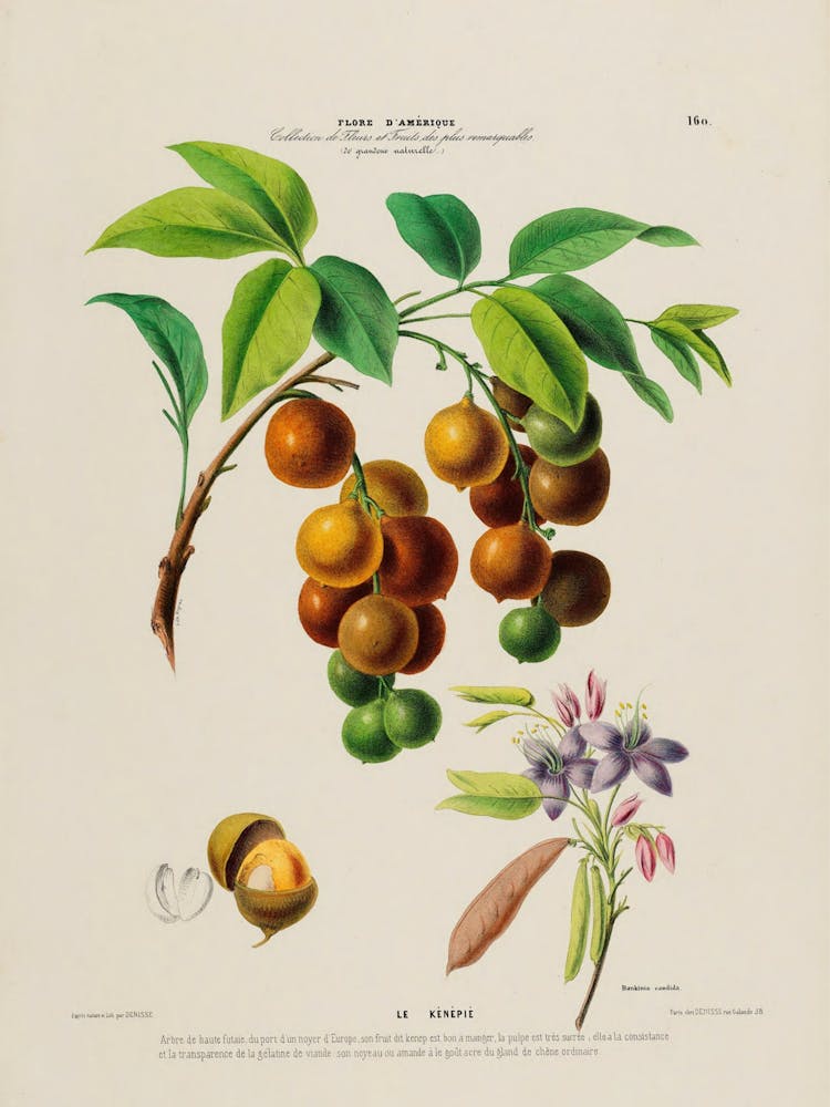 Fruit Of The Guava Tree 1