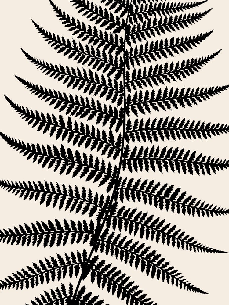 Fern Leaves in Black, Farmhouse Botanical 7