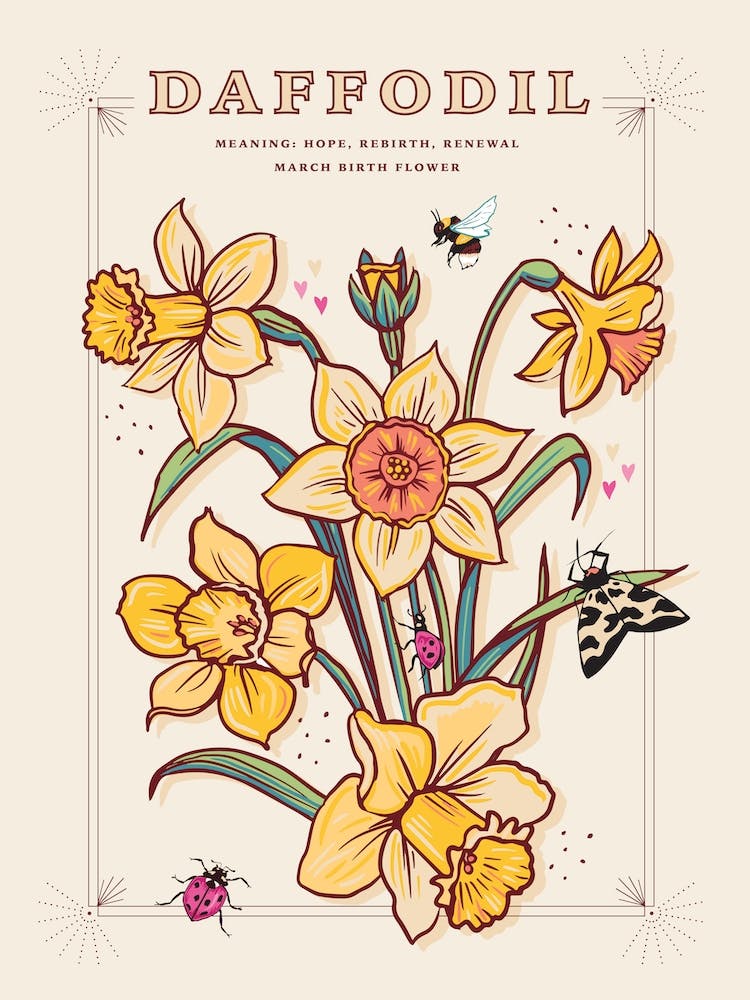 March Birth Flower Daffodil On Cream