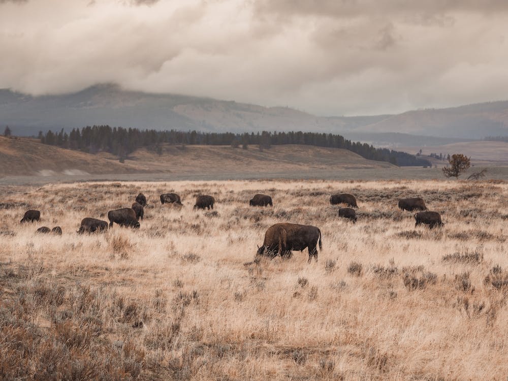 Grazing Bison Herd