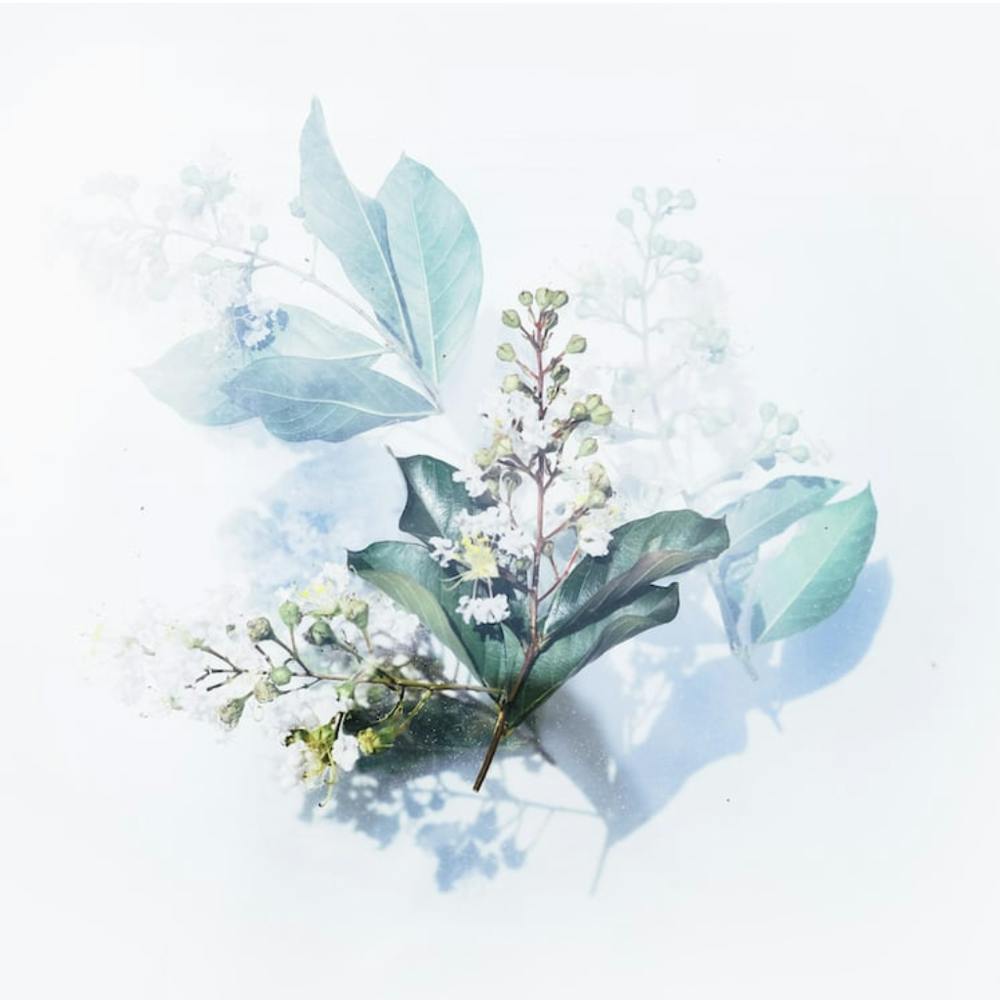 Flowers On A White Background
