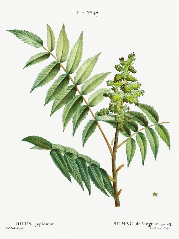 Sumac Vinaigrier, Pierre Joseph Redoute