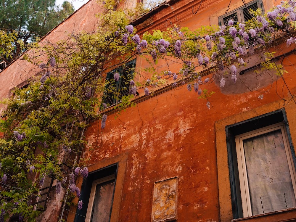 Wisteria In Rome III