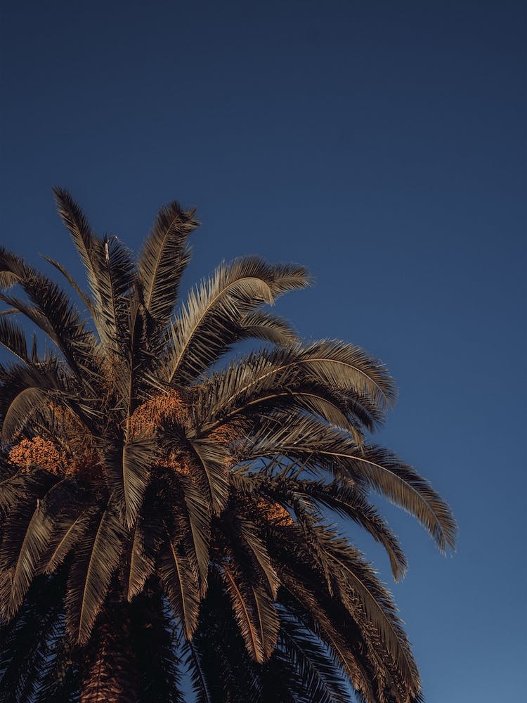 Palme und klarer blauer Himmel St Sebastian, Spain