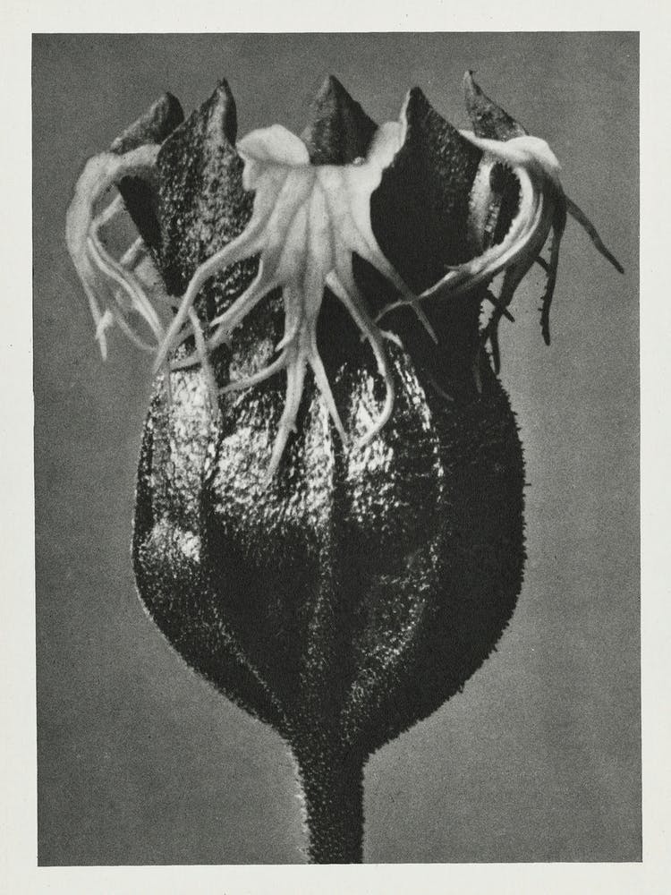 Fringe Cups, Karl Blossfeldt