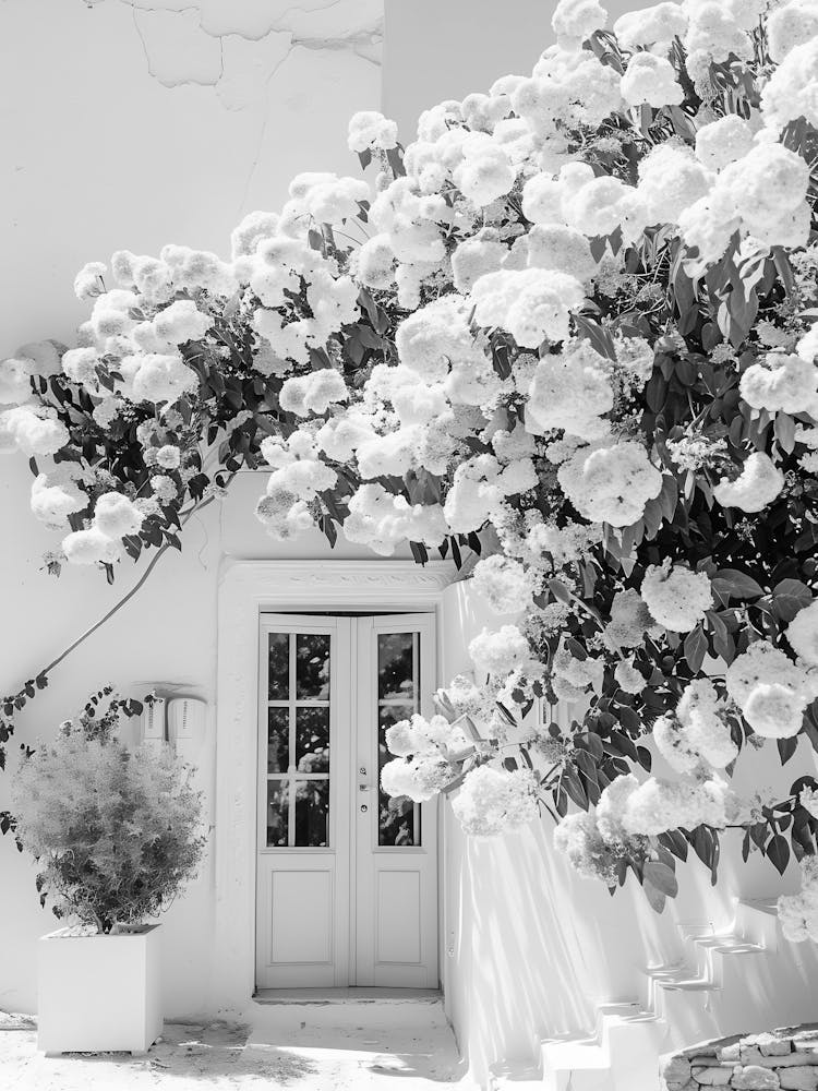 Black And White Photograph Of Flowers