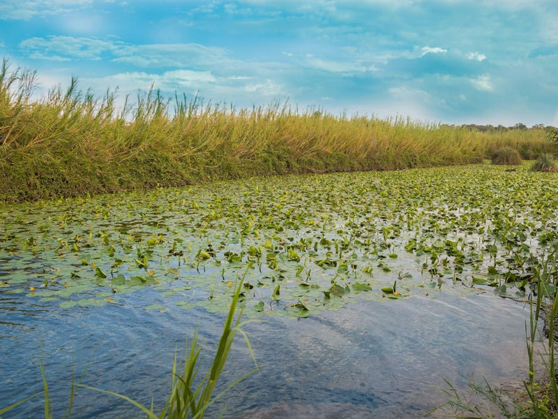 Water Lily Pool 5