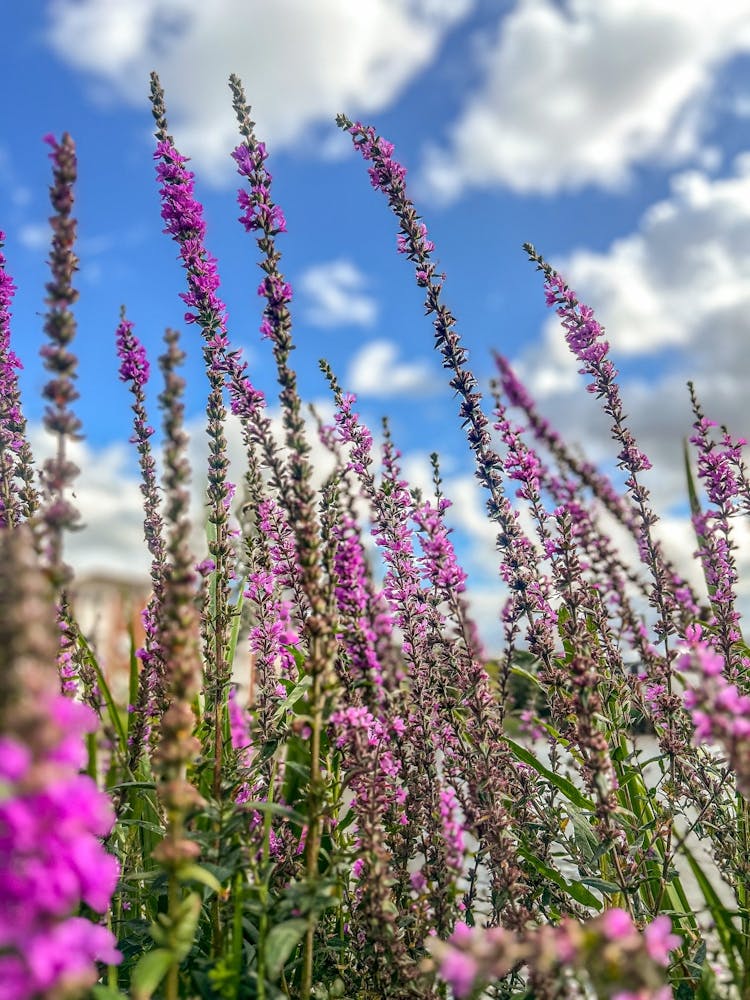 Fleurs Sauvages Violettes