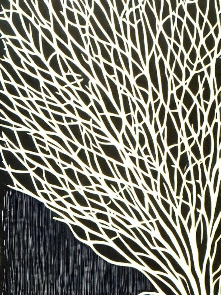 Acropora Loripes Ii Linocut