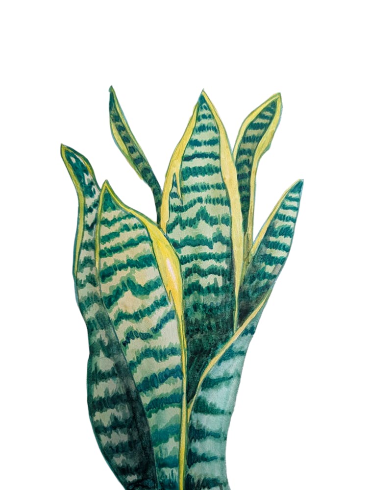 Mother-in-law's Tounge Houseplant Botanical White Watercolour Illustration 1