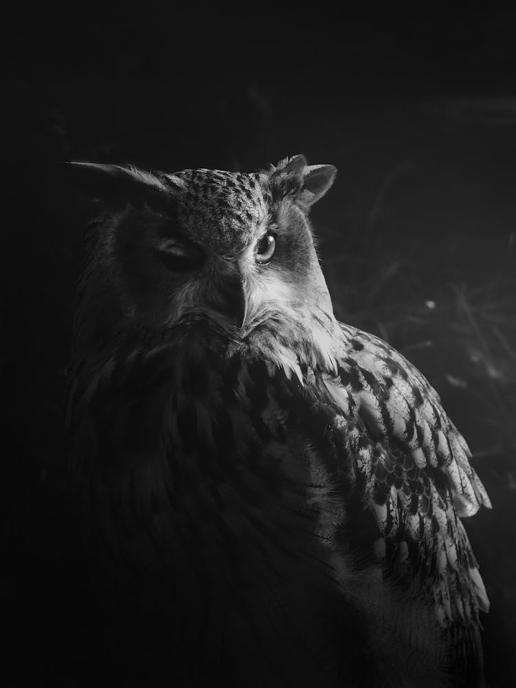 Winking Owl Black And White