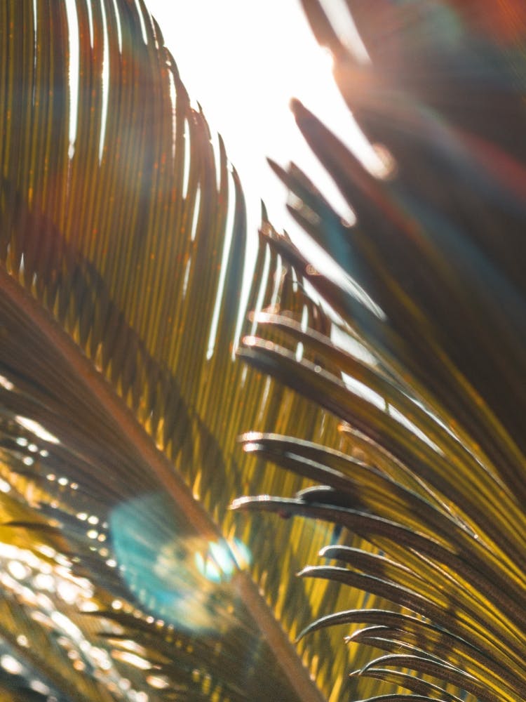 Palm Leaves In The Sun