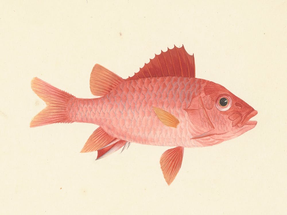 Unidentifizierter Fisch, Luigi Balugani (2) 1