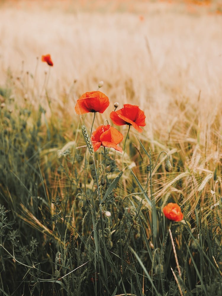 Poppy Flowers