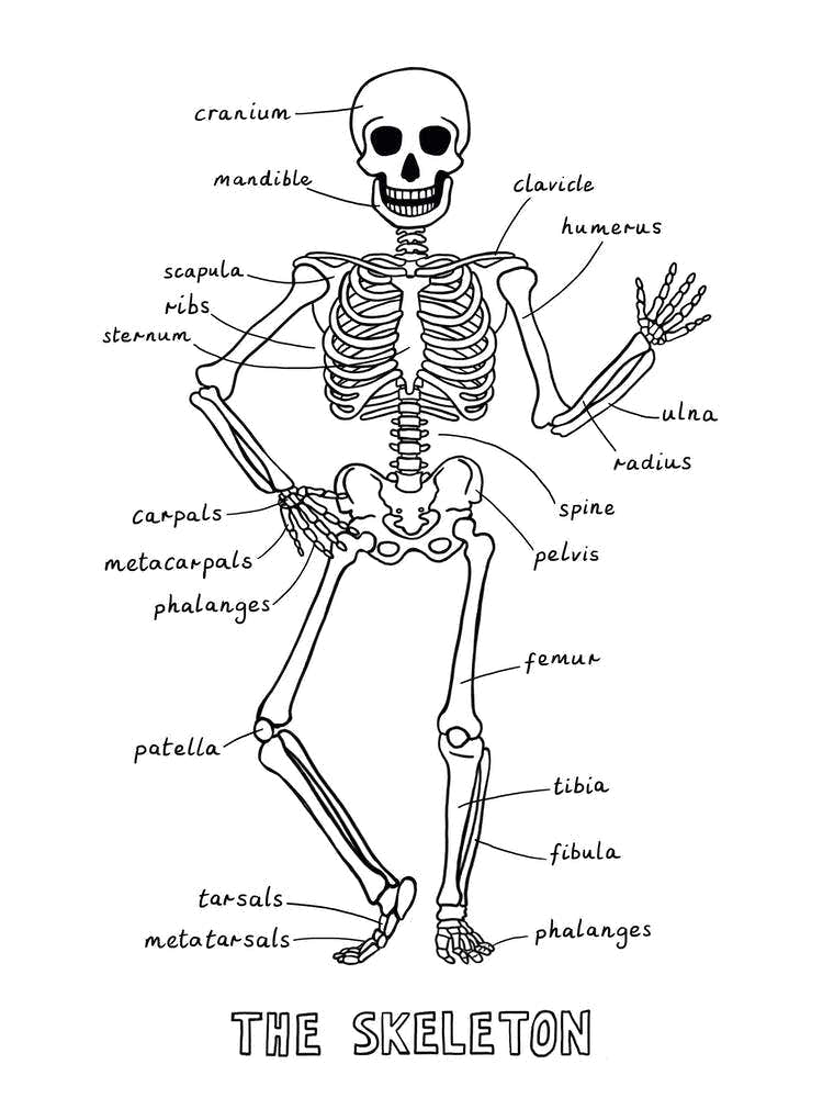 The Skeleton In White