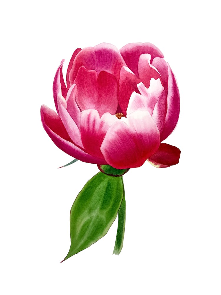 Peony