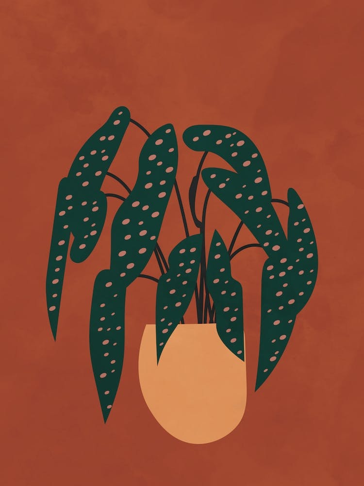 Boho Terracotta Begonia