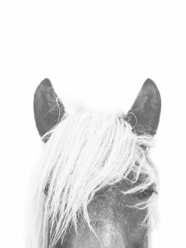 Horse Ears