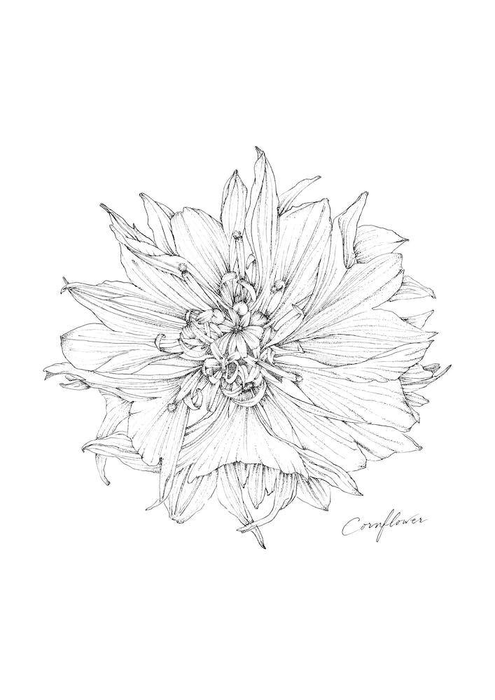 Cornflower
